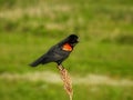 Red Winged Blackbird Male Perched and Singing on a Wildflower Stem Royalty Free Stock Photo