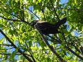 Red-Winged Blackbird Male Perched in a Tree Royalty Free Stock Photo