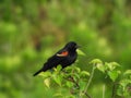 Red Winged Blackbird Male Perched on a Wildflower Stem Royalty Free Stock Photo