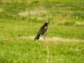 Red Winged Blackbird Male Perched on a Wildflower Stem Royalty Free Stock Photo