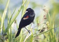 Red-Winged Blackbird male Royalty Free Stock Photo