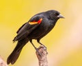 Red-Winged Blackbird male poses atop tree stump Royalty Free Stock Photo