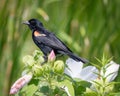 Red Winged Blackbird on Marsh Mallow