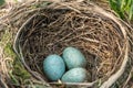 a red winged blackbird nest in some reeds