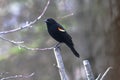 Red-winged Blackbird Perched on Branch Tip with Red and Yellow Epaulets - Agelaius phoeniceus
