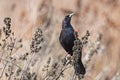 Red winged blackbird perched in the brush Royalty Free Stock Photo