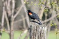 Red Winged Blackbird at Exner Wildlife Preserve in Illinois