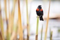 red-winged blackbird perched on a single reed