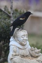 Red-winged blackbird perched on St. Francis statue head - Agelaius phoeniceus Royalty Free Stock Photo