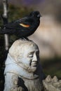 Red-winged blackbird perched on statue head - Agelaius phoeniceus Royalty Free Stock Photo