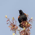 Red-winged Blackbird Perched On Tree Branch