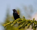 Red-winged Blackbird Photo and Image. Male close-up front view, perched on a coniferous tree branch with a colourful background Royalty Free Stock Photo