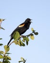 Red-winged blackbird photo. Red-winged blackbird male close-up profile view perched Royalty Free Stock Photo