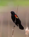 Red-winged Blackbird