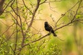 Red winged blackbird Royalty Free Stock Photo