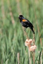 Red-winged Blackbird Screams