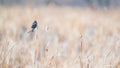 Red-winged blackbird in a sea of cattails - late Winter / early Spring - migration - recently arrived at Wood Lake Nature Center i