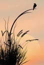 A red winged blackbird is seen in front of a setting sun Royalty Free Stock Photo