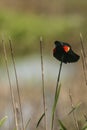 A Red-winged Blackbird