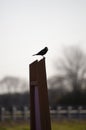 Red-Winged Blackbird Silhouette