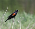 Red-winged Blackbird Singing Royalty Free Stock Photo