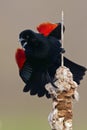 Red-winged Blackbird