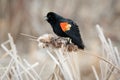 Red-winged Blackbird Sings From Atop Cattail