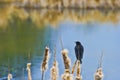 Redwing Black bird perched on a cattail