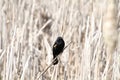 A red winged blackbird sitting on a bulrush stalk