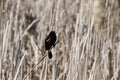 A red winged blackbird sitting on a bulrush stalk