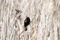 A red winged blackbird sitting on a bulrush stalk