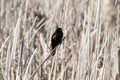 A red winged blackbird sitting on a bulrush stalk