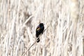 A red winged blackbird sitting on a bulrush stalk