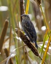 Red-winged Blackbird Stock Photo and Image. Red-winged Blackbird female perched on a cattail with blur background in its