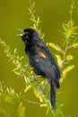 Red-winged Blackbird, Sturnella militari, with open bill. Black bird sitting in the green nature habitat. Wildlife scene from Flor