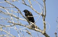 Red-winged Blackbird, Sweetwater Wetlands Tucson Arizona, USA