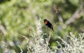 Red-winged Blackbird, Sweetwater Wetlands Tucson Arizona, USA
