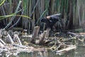 Red-Winged blackbird taking a bird bath