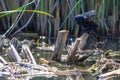 Red-Winged Blackbird taking bird bath