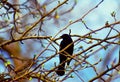 Red Winged Blackbird in a Tree With Spring Buds