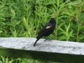 Red Winged Blackbird on a Weathered Wooden Fence