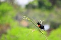 Red-winged blackbird in wetlands