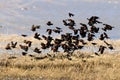 Red-Winged Blackbirds Royalty Free Stock Photo