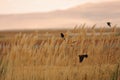 Red-winged Blackbirds against an amber meadow Royalty Free Stock Photo
