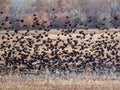 Red Winged Blackbirds