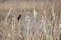 Red-winged Blackbirds, Savannah National Wildlife Refuge Royalty Free Stock Photo