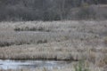 Red winged blackbirds sitting on brown cattails in a wetland ecosystem in the early spring in Trevor, Wisconsin