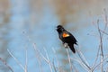 A Red-winged Blacking Sings a Song Royalty Free Stock Photo