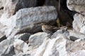 Red-winged female Blackbird on a rock