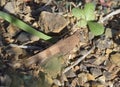 Red-winged Grasshopper